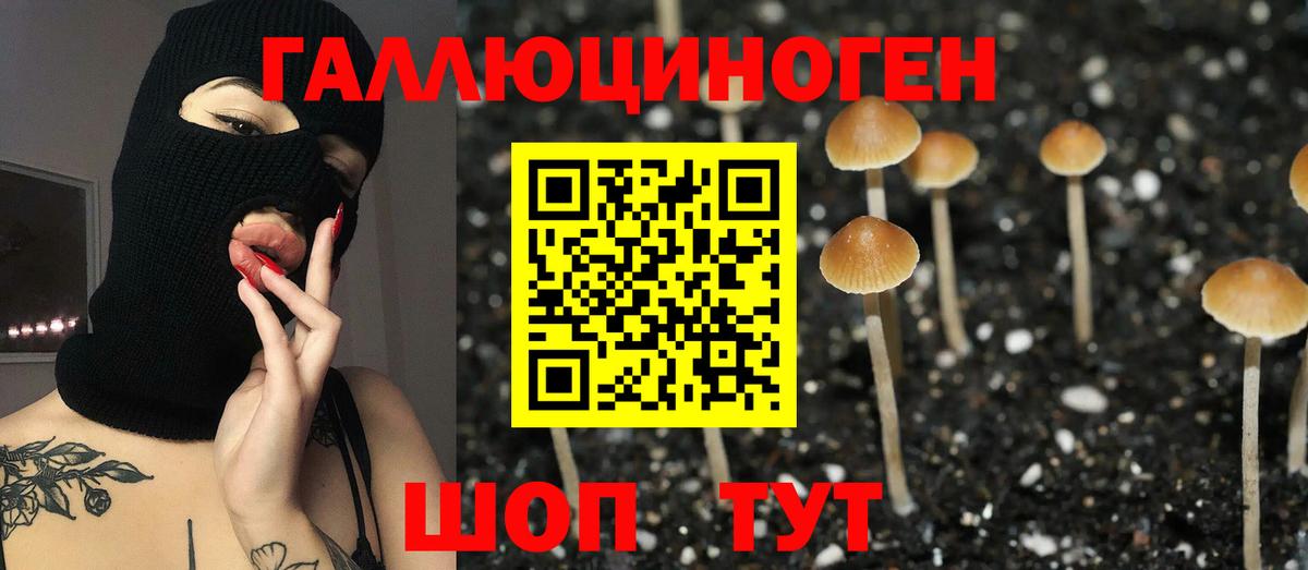 Галлюциногенные грибы Psilocybine cubensis  Вход с VPN  Камень-на-Оби 